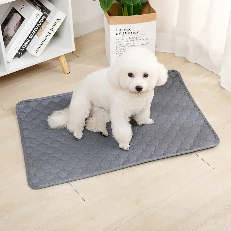 Couverture absorbante pour chien